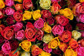 Roses