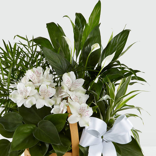 Peace & Serenity Dishgarden – Mulhearn Flowers Llc, West Monroe LA