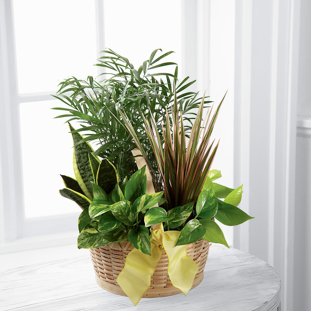 French Garden – Mulhearn Flowers Llc, West Monroe LA