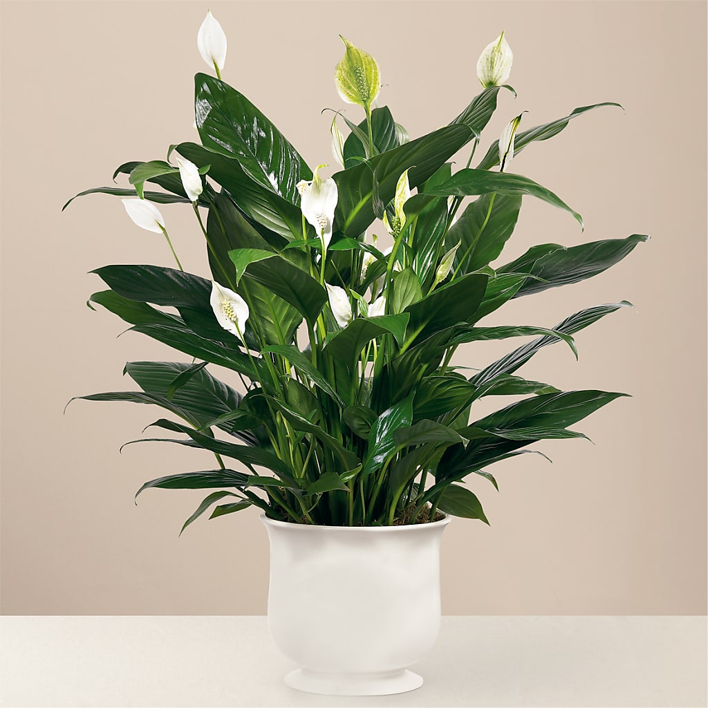 Comfort Planter – Mulhearn Flowers Llc, West Monroe LA