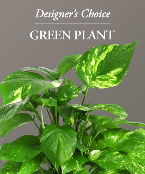 DESIGNER CHOICE PLANT – Mulhearn Flowers Llc, West Monroe LA