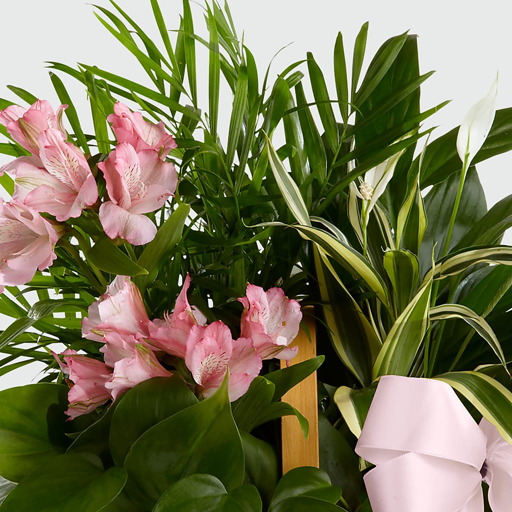 Living Spirit Dishgarden – Mulhearn Flowers Llc, West Monroe LA