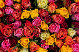 Rose of the Week Special