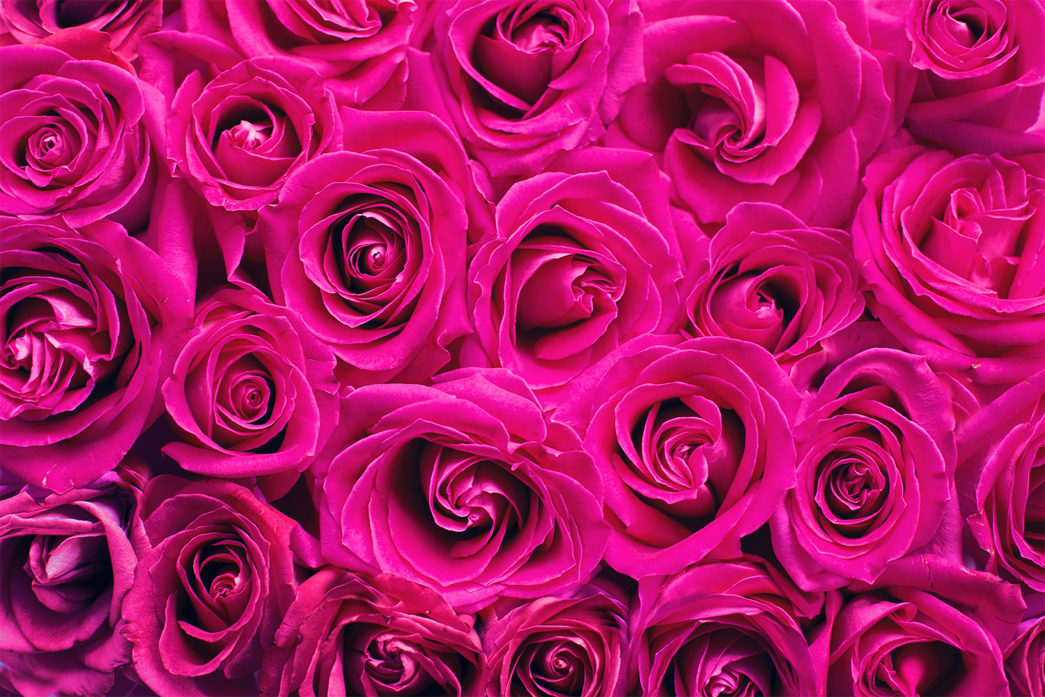 Valentine's Day