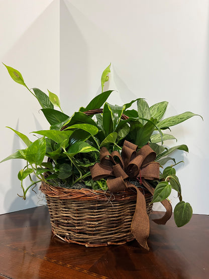 Large Dishgarden –  Mulhearn Flowers Llc, West Monroe LA