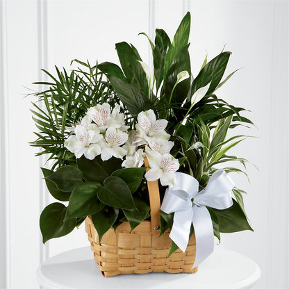 Peace & Serenity Dishgarden –  Mulhearn Flowers Llc, West Monroe LA