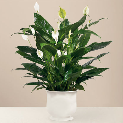 Comfort Planter –  Mulhearn Flowers Llc, West Monroe LA