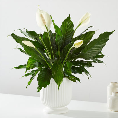 Comfort Planter –  Mulhearn Flowers Llc, West Monroe LA