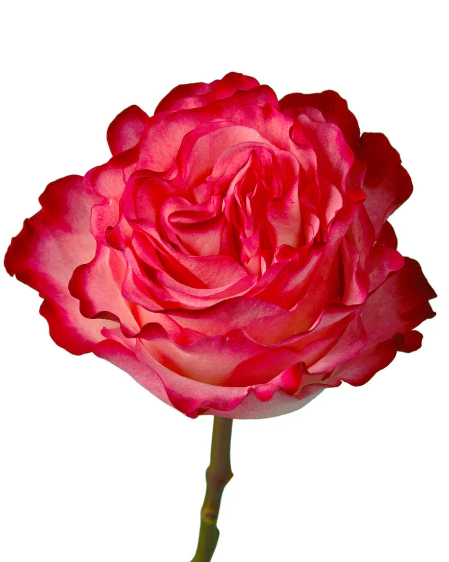 ENCHANTMENT ROSE BOUQUET (PREMIUM VARIETY)