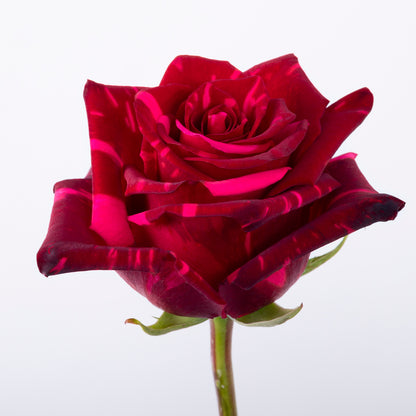 RED PANTHER ROSES (PREMIUM VARIETY)