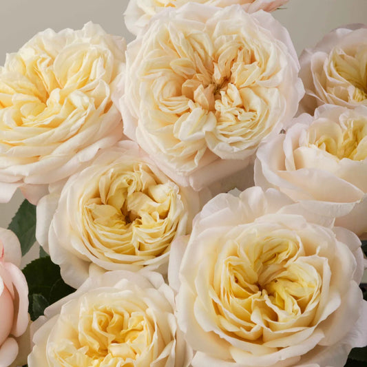 ROSE OF THE WEEK