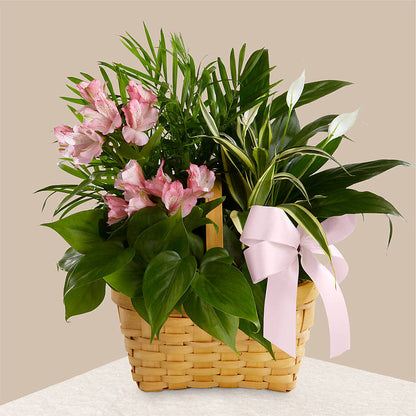 Living Spirit Dishgarden –  Mulhearn Flowers Llc, West Monroe LA